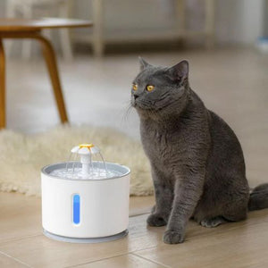 Cat drinking fountain