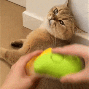 Steam grooming brush for cats